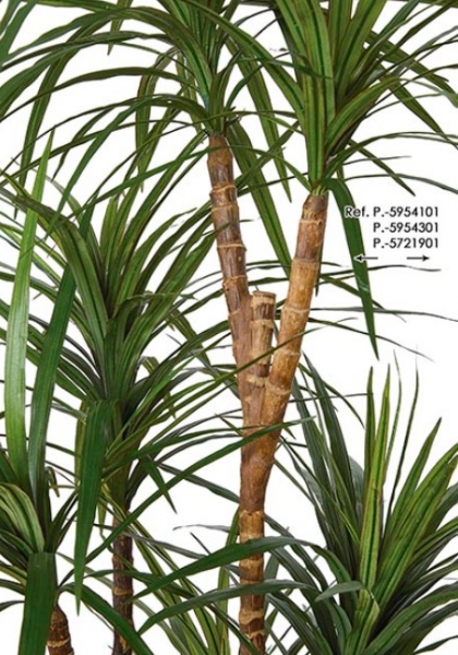 MACETA DRACAENA MARGINATA x314h. 160 cm.