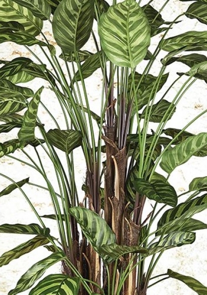 MACETA CALATHEA x 84 h. 150 cm. Natural.