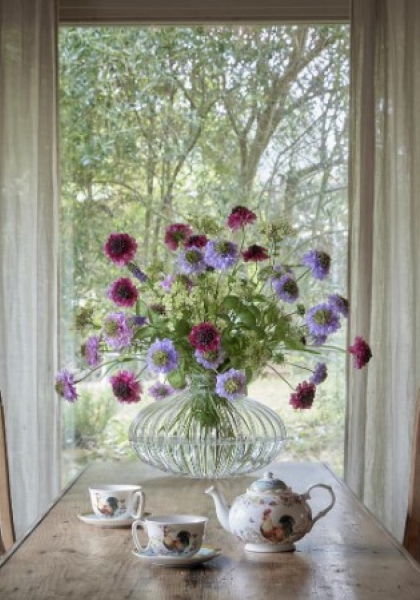 SCABIOSA x 3. 66 cm. Morado