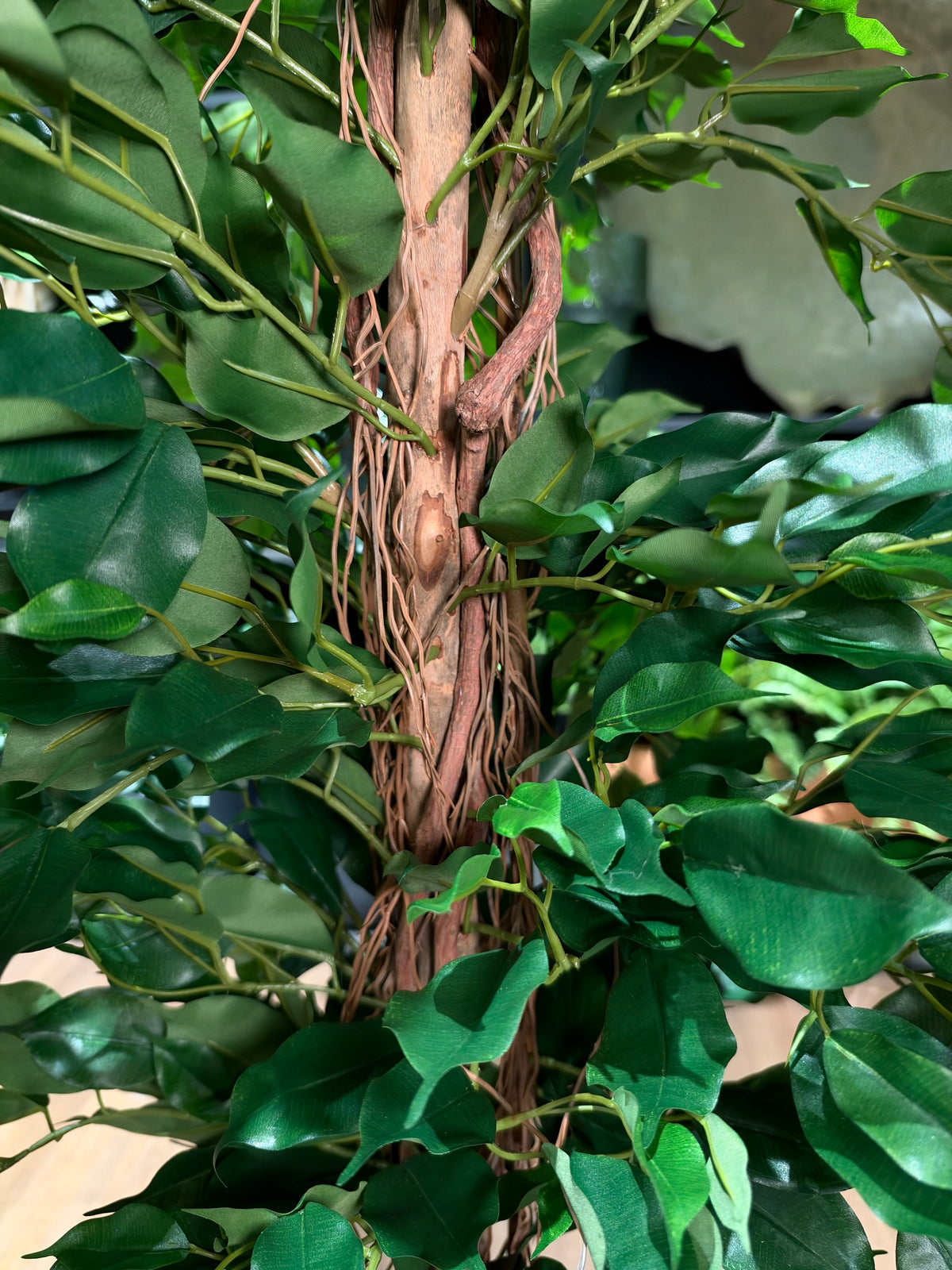 Ficus exótica artificial de 170 cm, detalle del tronco trenzado de cerca · BOSSVI