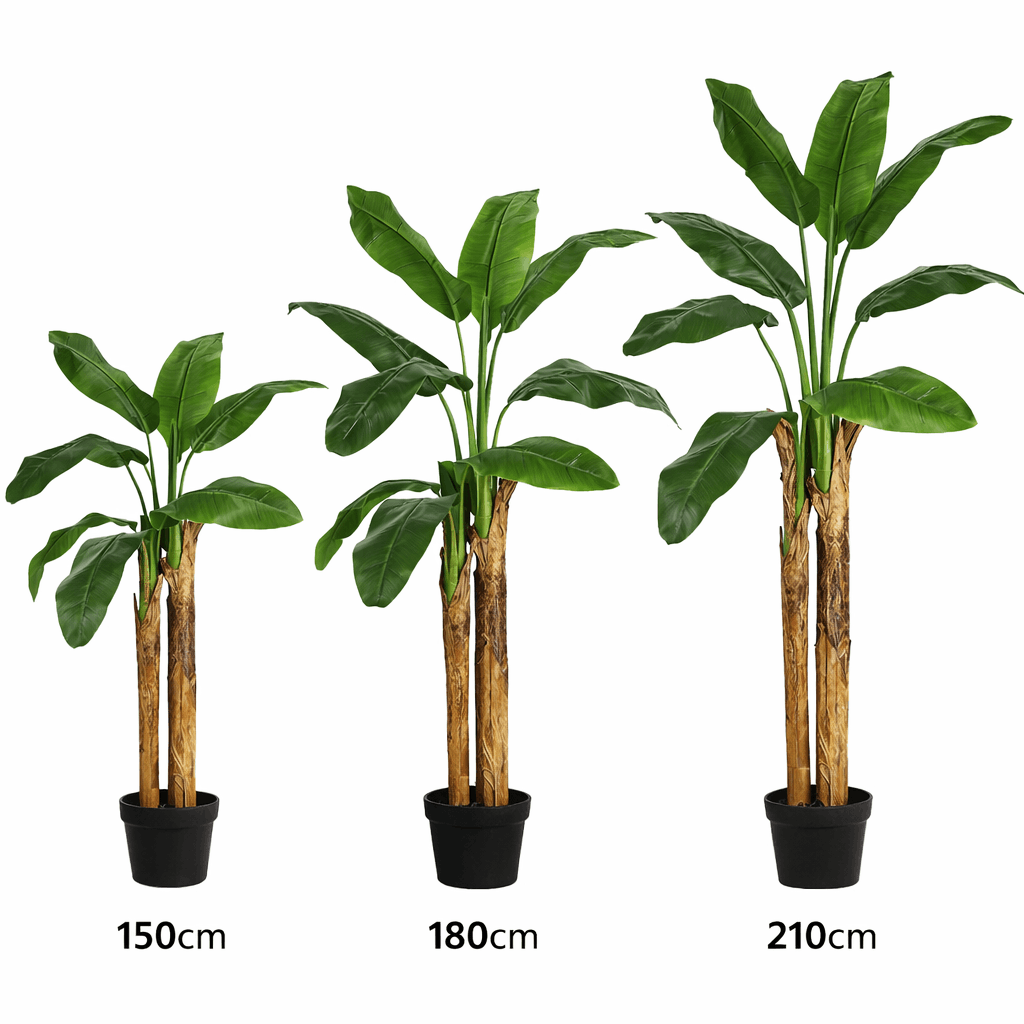 Banana Tree 150/180/210cm