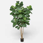 Ficus lyrata frondoso · BOSSVI