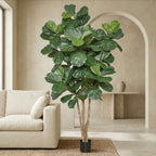 Ficus lyrata frondoso de 230 cm · BOSSVI