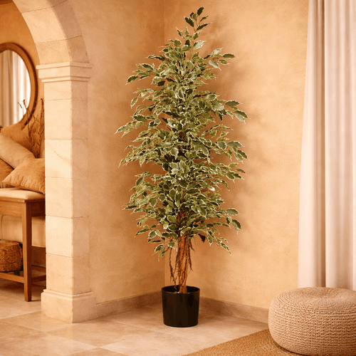 Ficus Exotica. 170 Cm. Variegata.