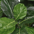 Ficus lyrata frondoso · BOSSVI