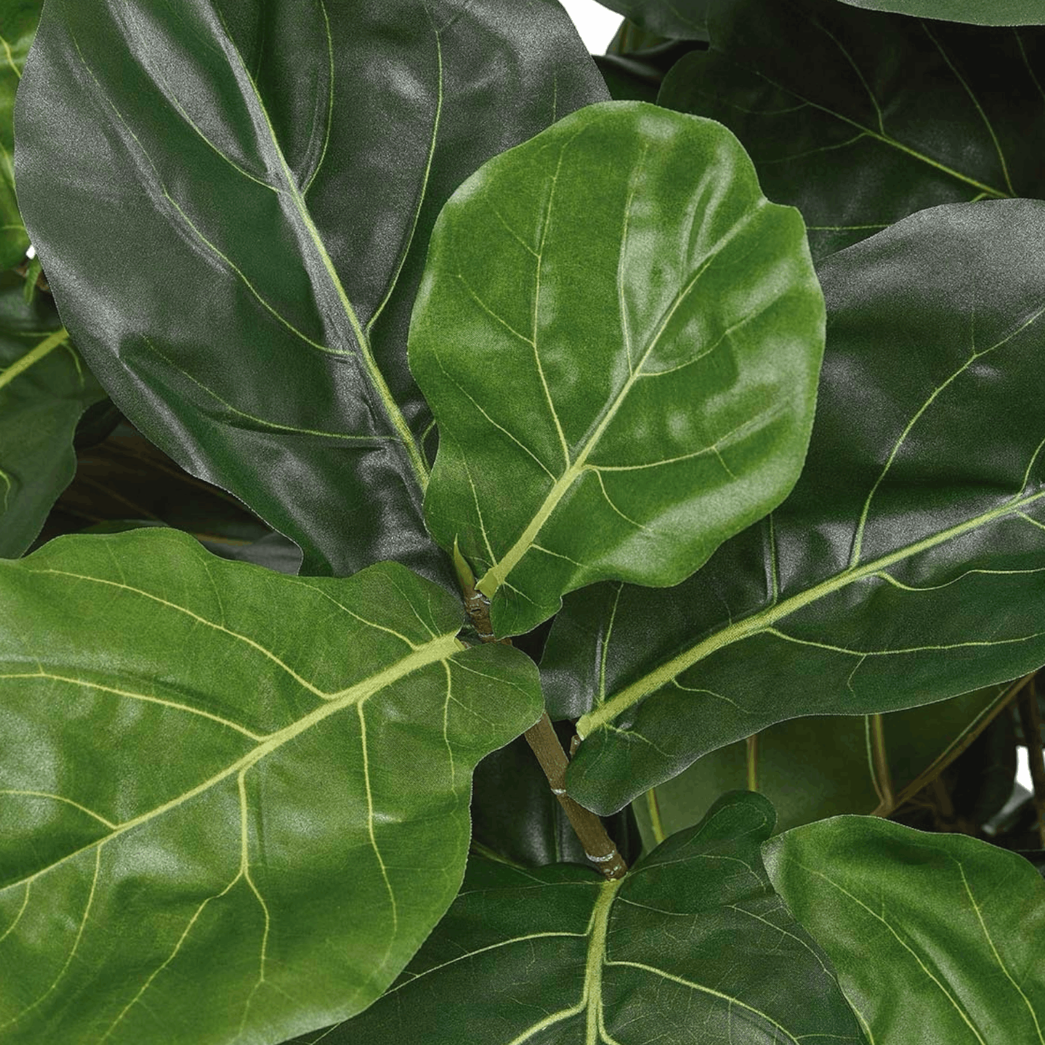 Ficus Lyrata Artificial