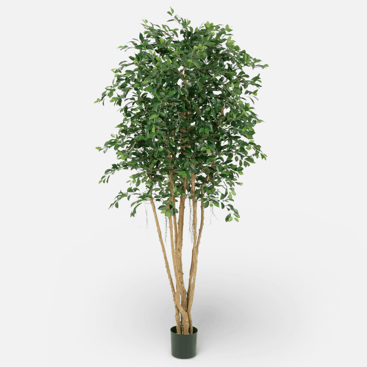 Ficus Retusa Artificial