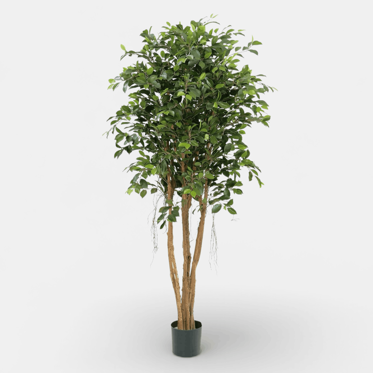 Ficus Retusa Artificial