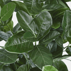 Ficus Audrey Artificial · BOSSVI