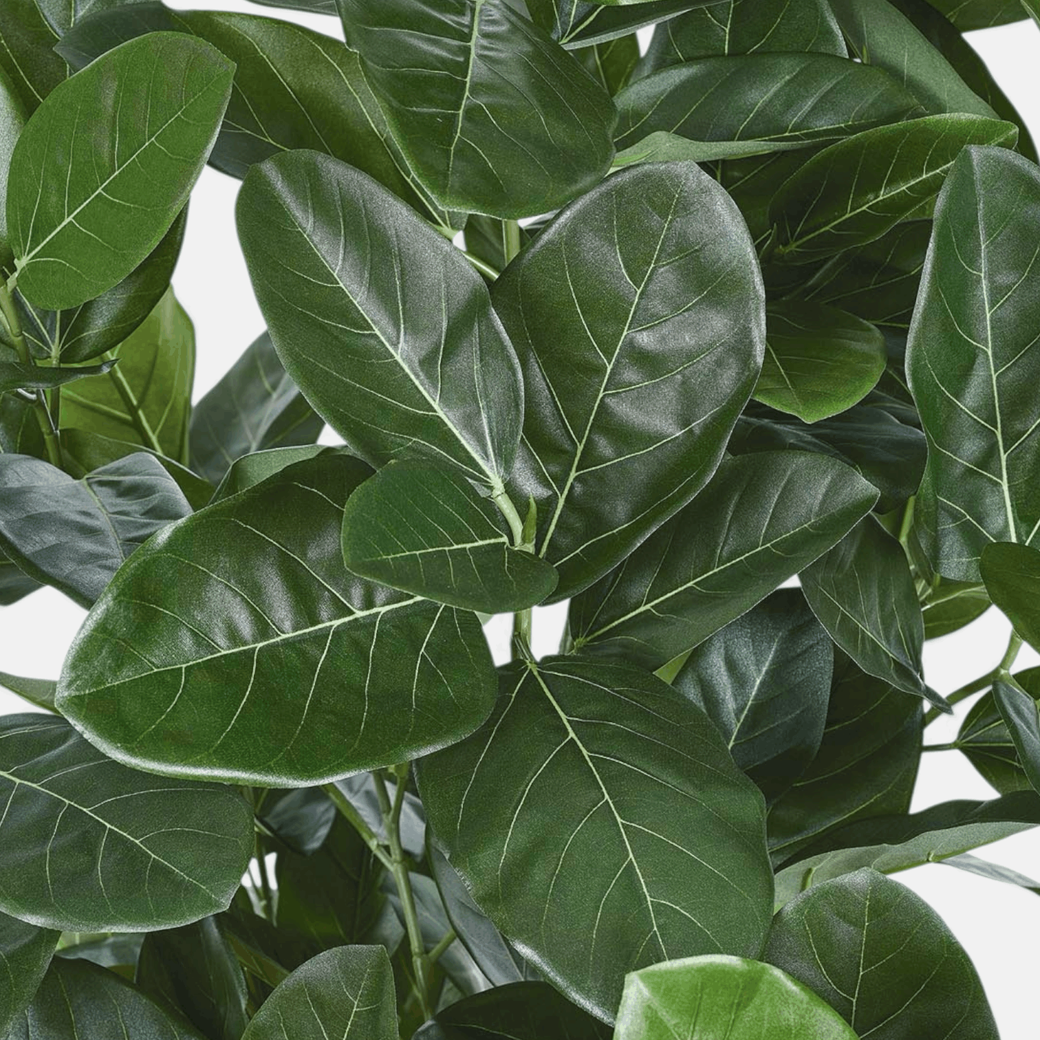 Ficus Audrey Artificial
