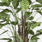Calathea Artificial · BOSSVI