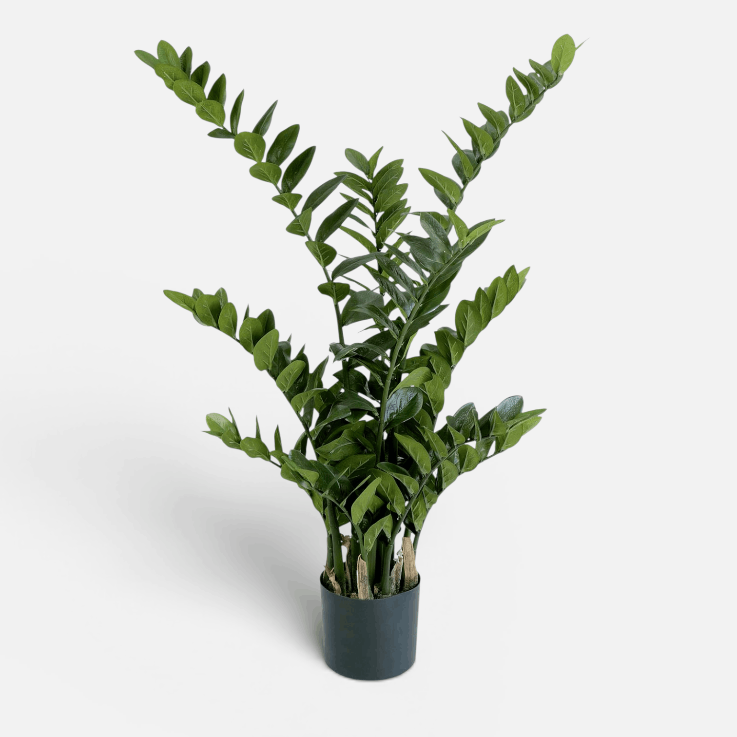 Zamioculca Artificial