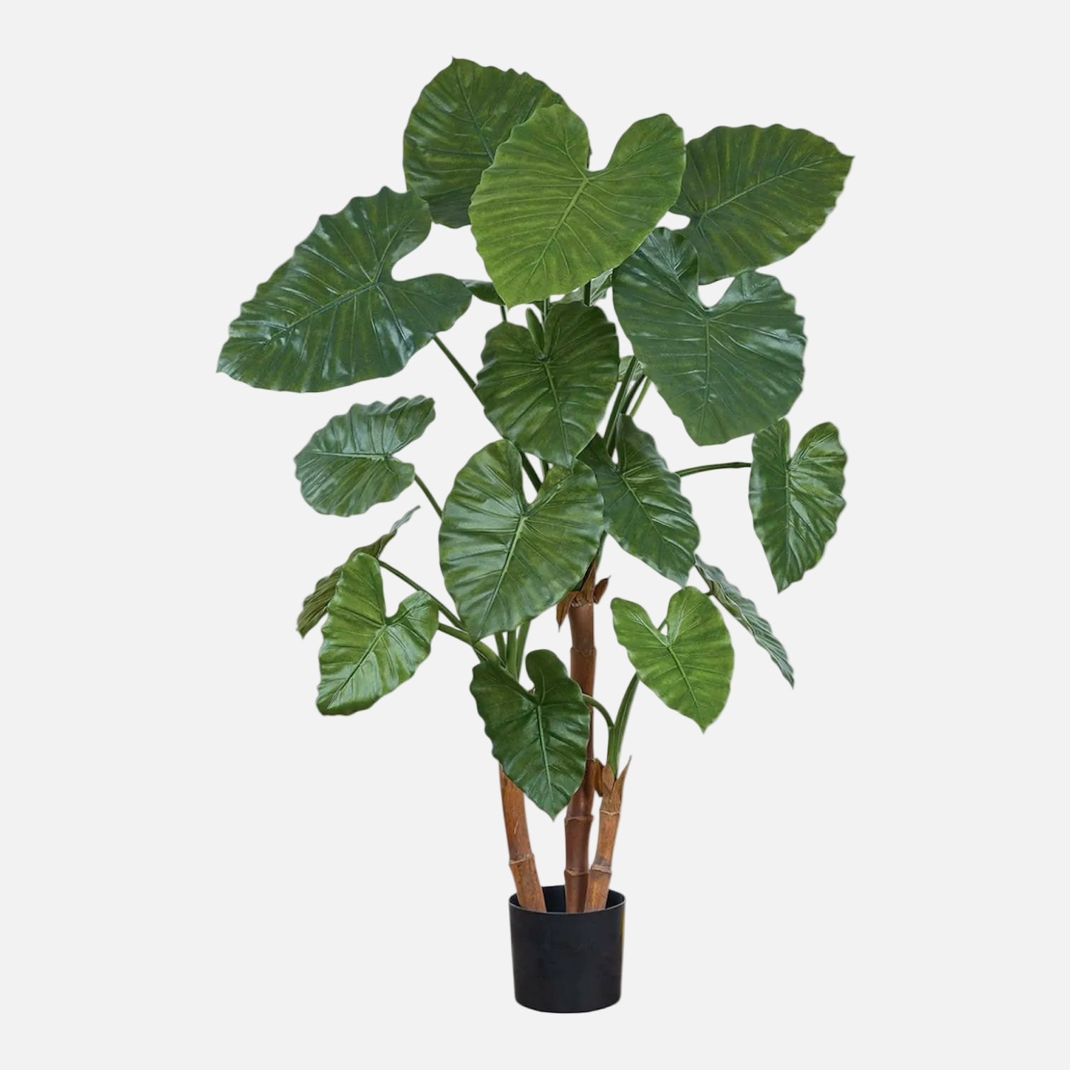 Alocasia Artificial Compacta