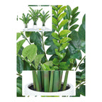 Zamifolia Artificial · BOSSVI