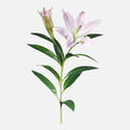 Lilium Artificial