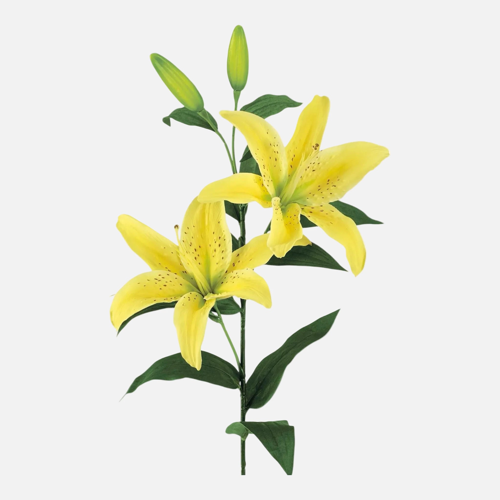 Lilium Artificial