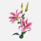 Lilium Artificial · BOSSVI