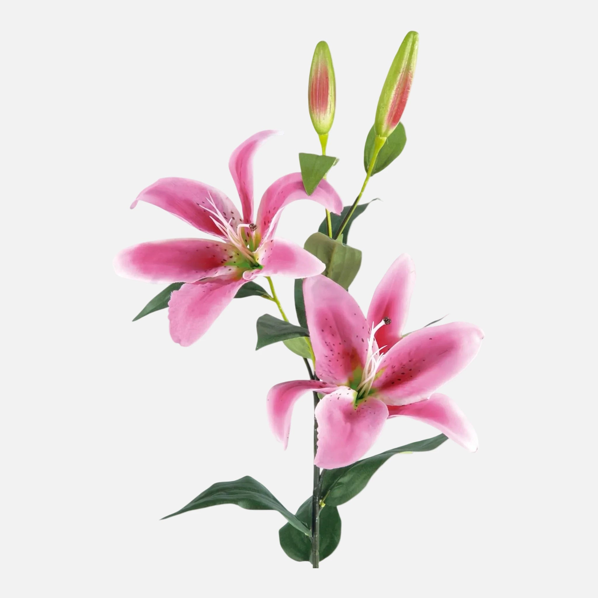 Lilium Artificial