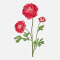 Ranunculus Artificial