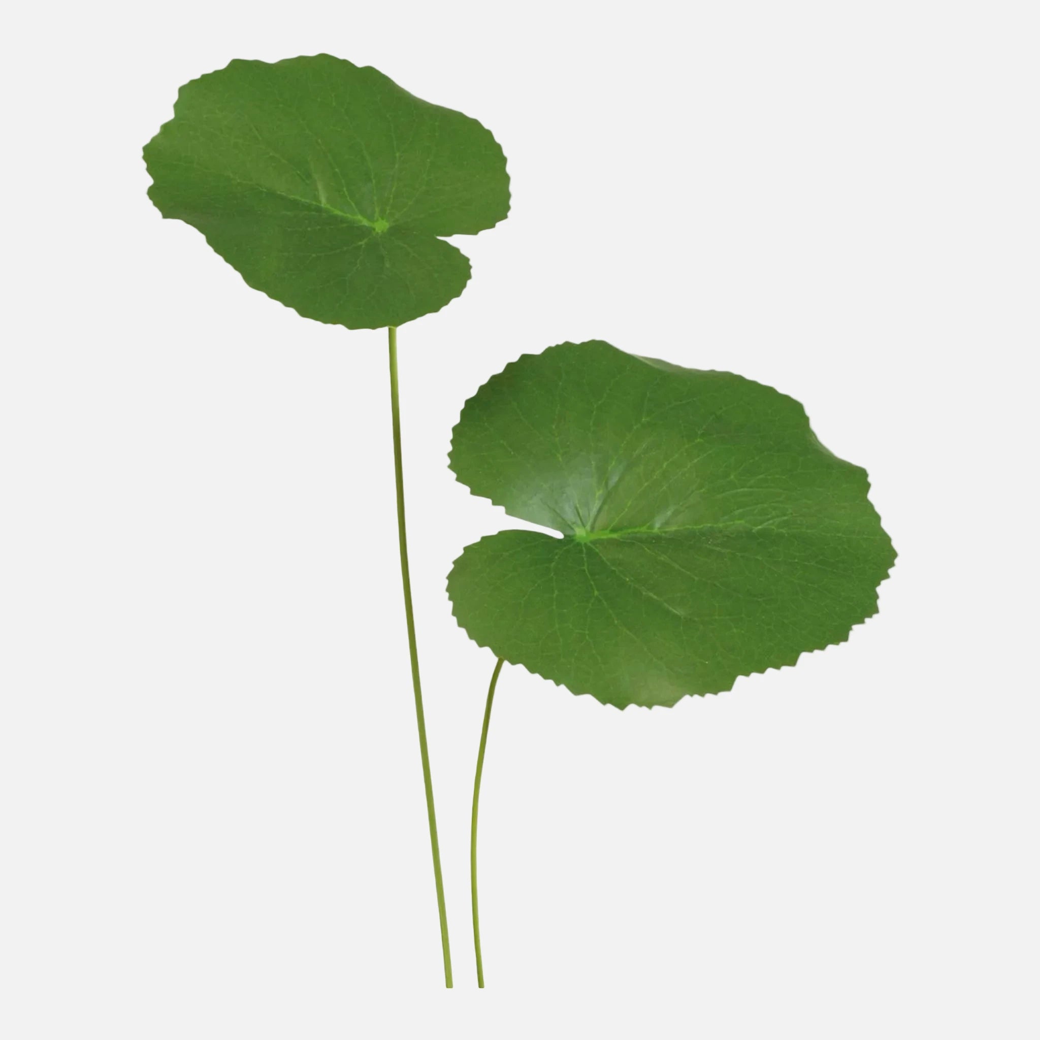 Hoja Galax Artificial Individual