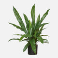 Asplenium Artificial