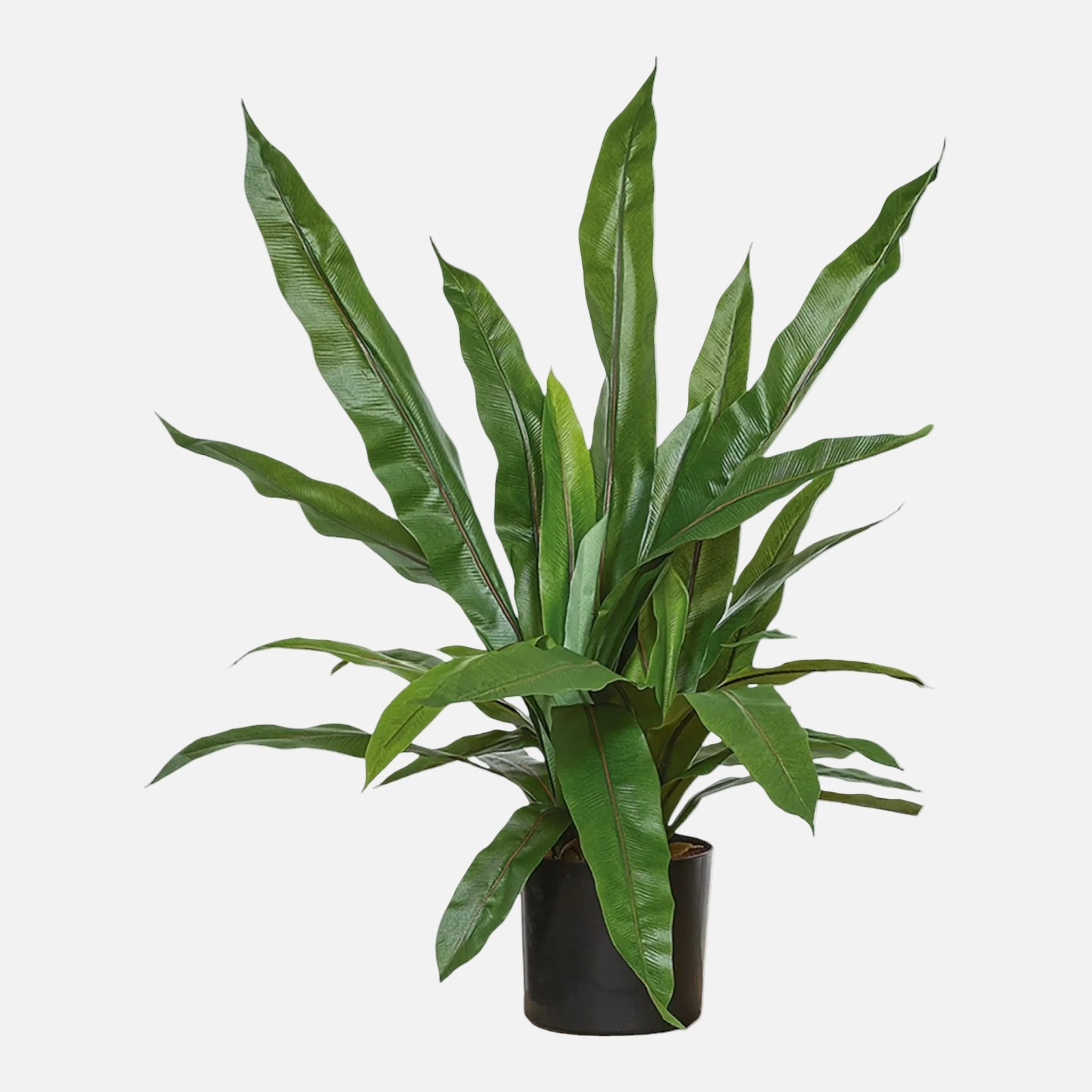 Asplenium Artificial