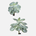 Echeveria Artificial