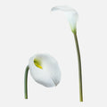 Calla Artificial Individual