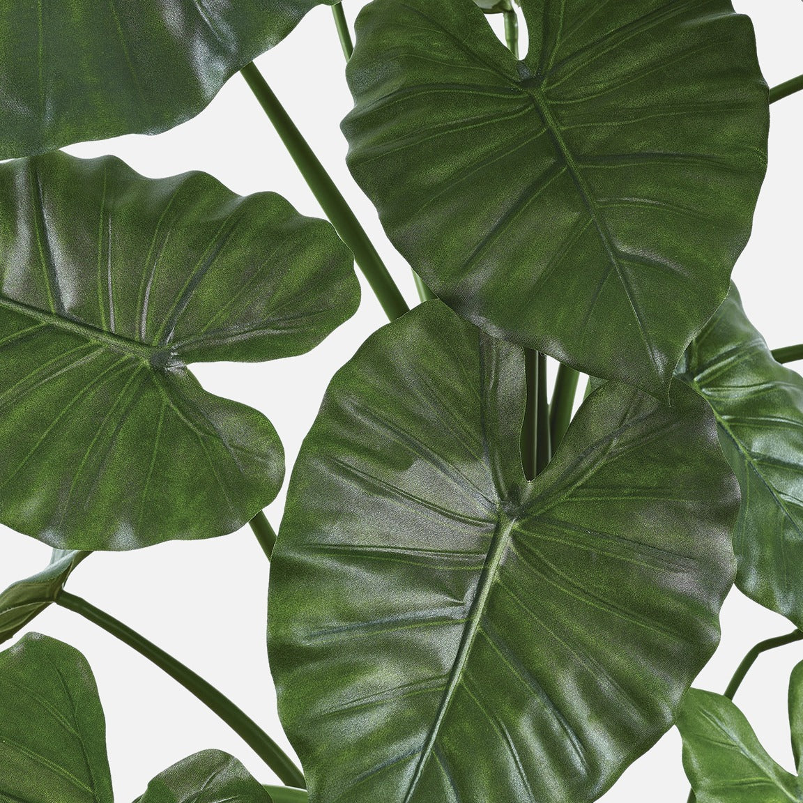 Alocasia Artificial Compacta, detalle de la hoja