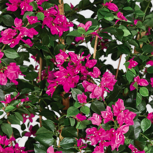 Buganvilla Artificial Fucsia