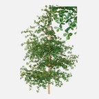 Olivo Oriental Artificial XXL · BOSSVI