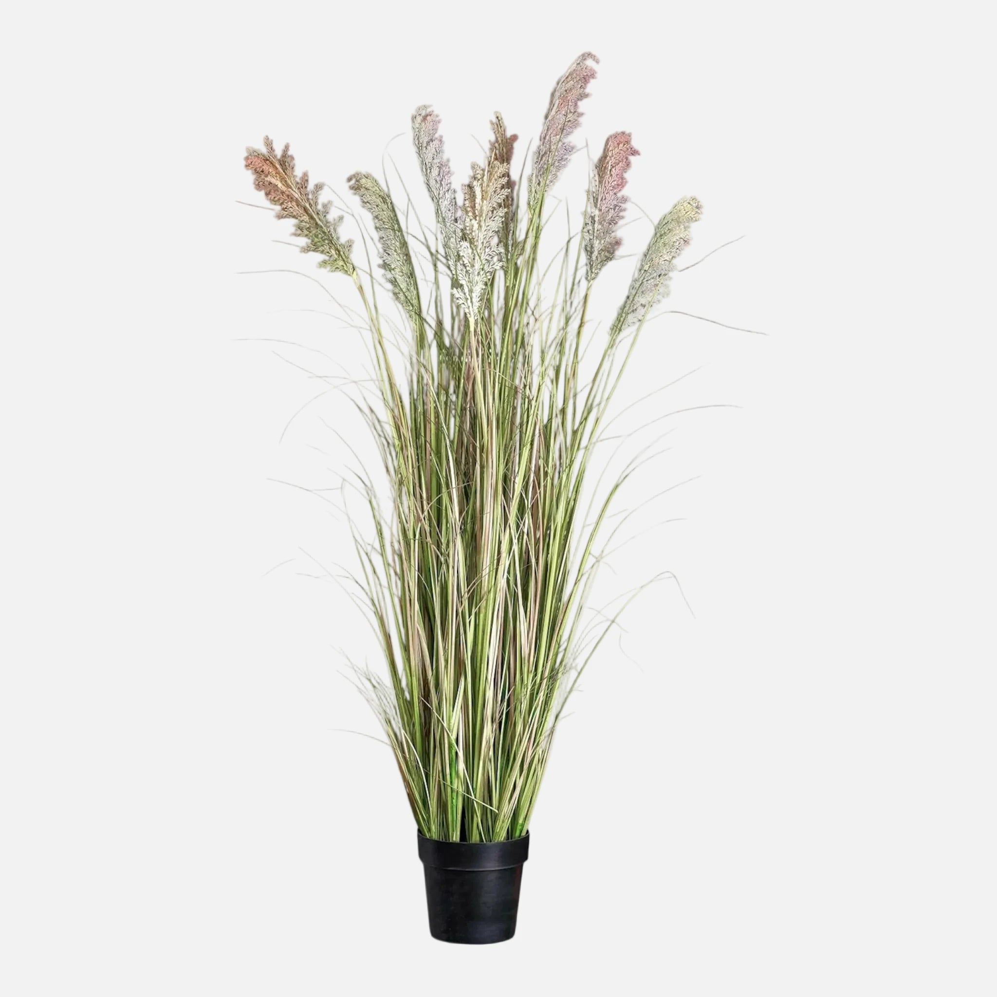 Cortaderia Artificial