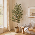 Olivo de varios troncos de 160 cm · BOSSVI