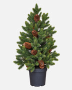Abeto artificial de sobremesa con piñas de 60 cm · BOSSVI