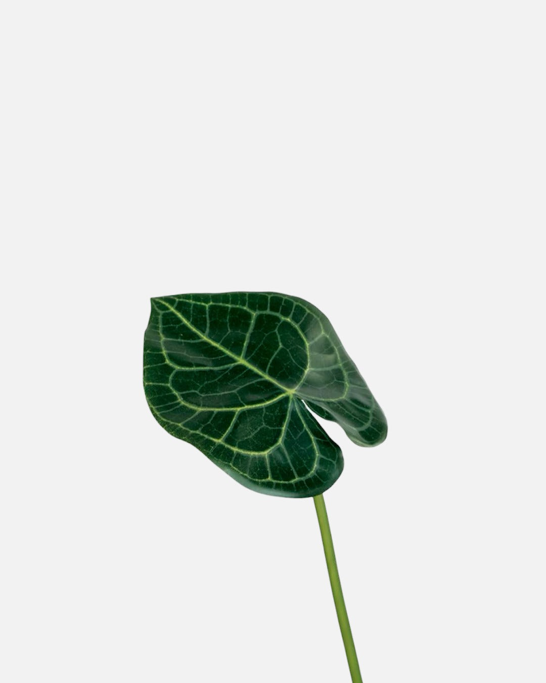 Hoja de Anthurium Artificial de 39 cm, color verde · BOSSVI