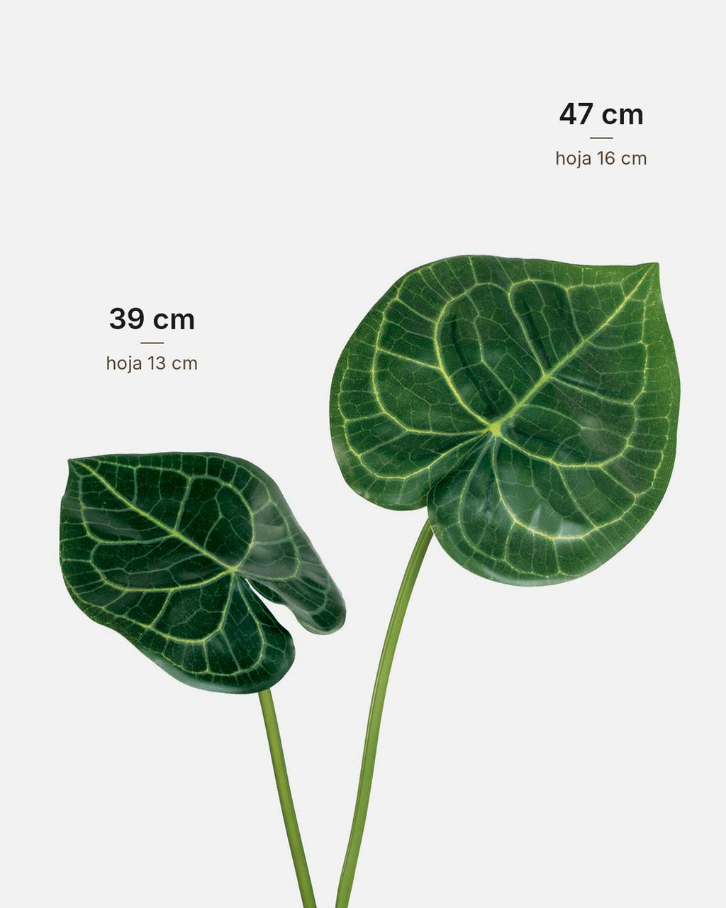 Comparativa de tamaños de la hoja de Anthurium Artificial, 39 cm y 47 cm · BOSSVI
