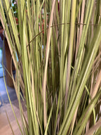 Cortaderia artificial, detalle de las hojas largas · BOSSVI