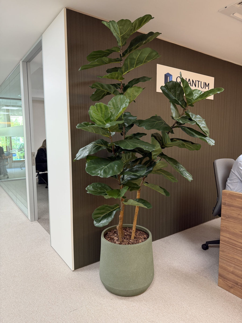 Ficus lyrata de copa abierta artificial de 200 cm en una oficina · BOSSVI