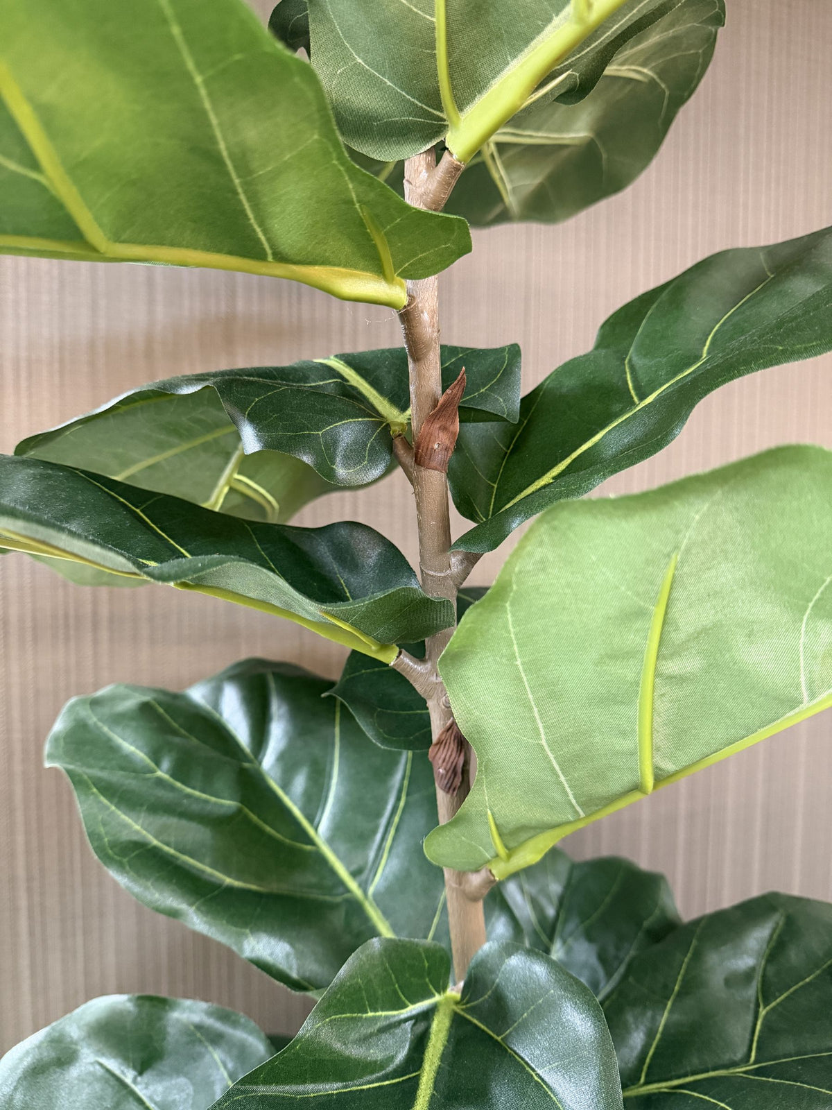 Ficus lyrata de copa abierta artificial de 200 cm, detalle de las hojas · BOSSVI