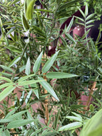 Maceta de bambú artificial de 180 cm, detalle de las hojas · BOSSVI