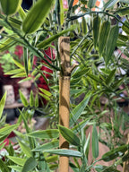 Maceta de bambú artificial de 180 cm, detalle del nudo de la caña · BOSSVI