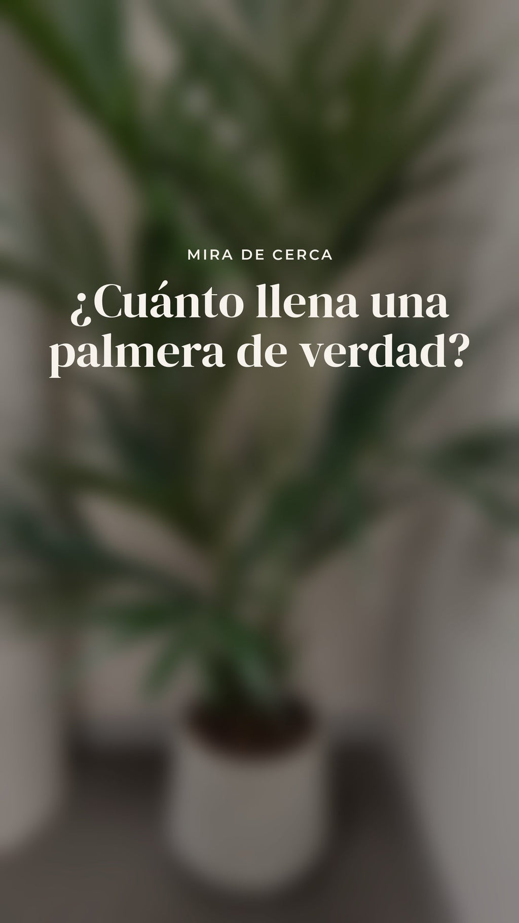 Portada del vídeo de la Palmera Kentia: ¿cuánto llena una palmera de verdad? · BOSSVI