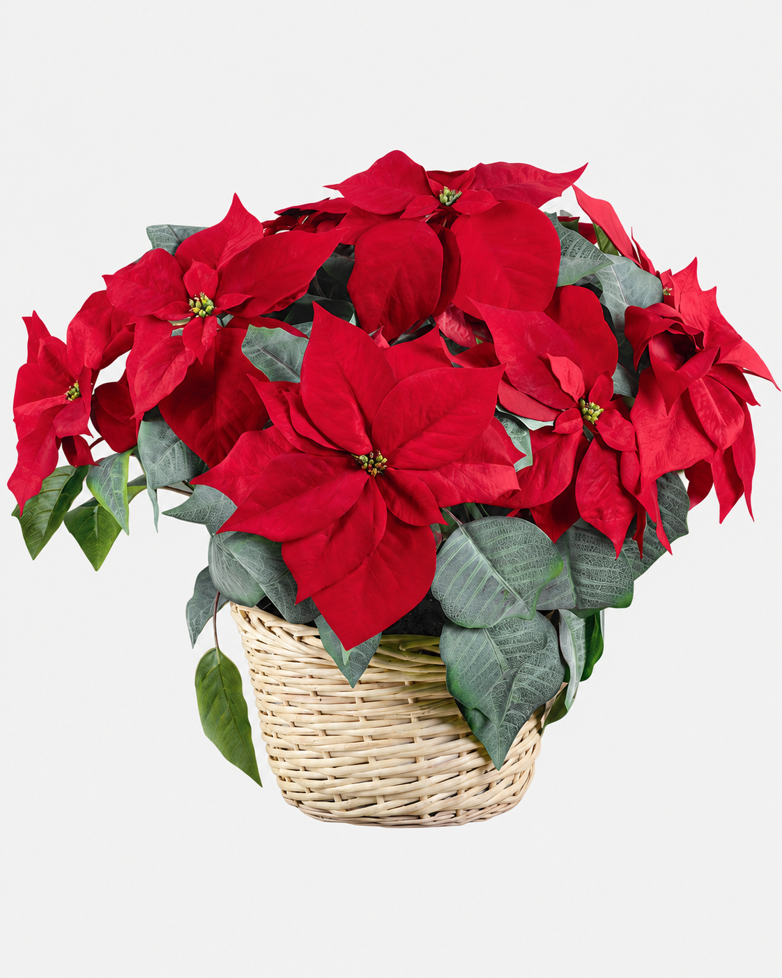 Poinsettia artificial roja en cesta de ratán de 53 cm · BOSSVI