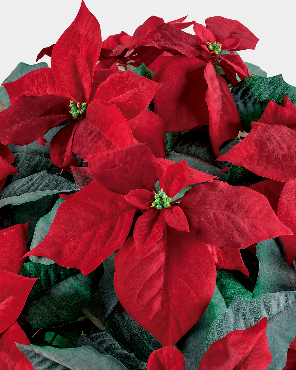 Detalle de las flores de pascua de acabado aterciopelado de la poinsettia artificial · BOSSVI