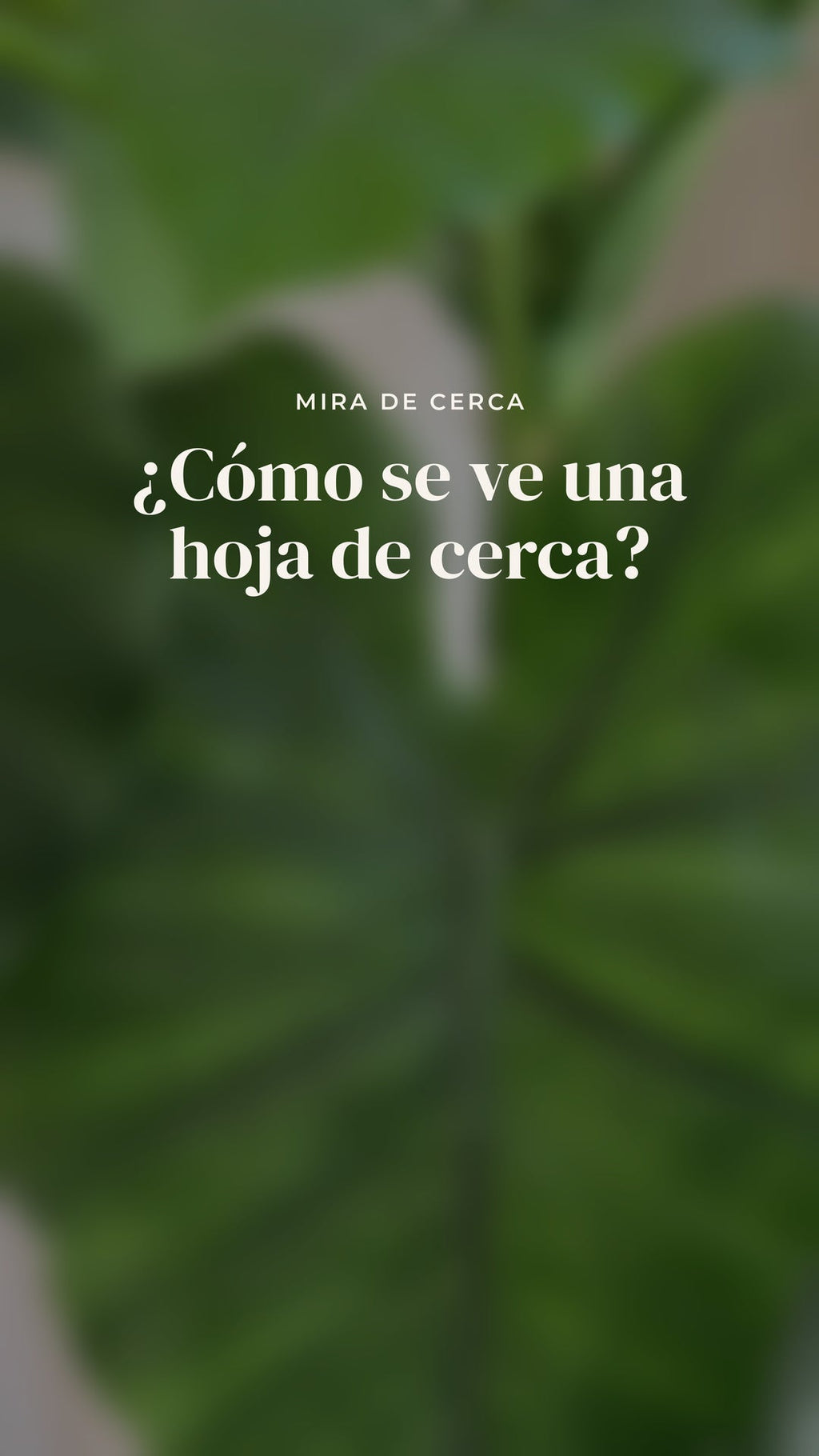 Vídeo de cerca de una hoja de la Alocasia Artificial Compacta · BOSSVI