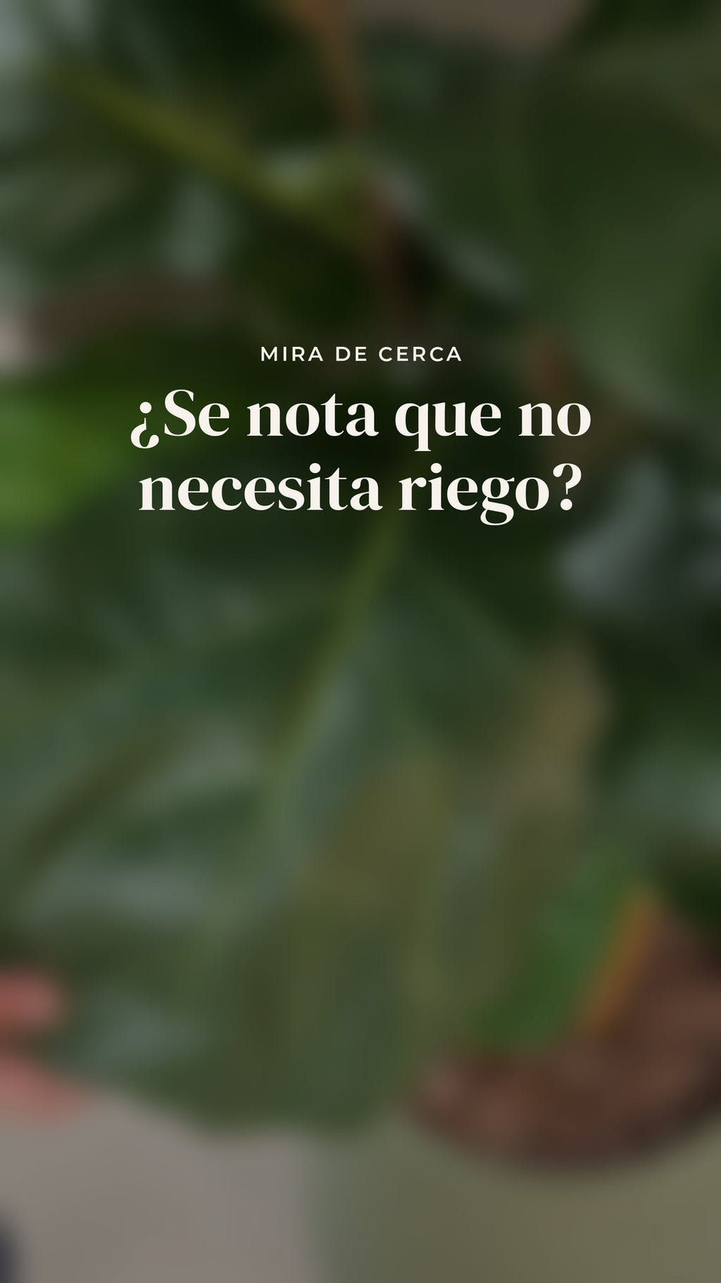 Vídeo de cerca de las hojas del Ficus lyrata frondoso · BOSSVI