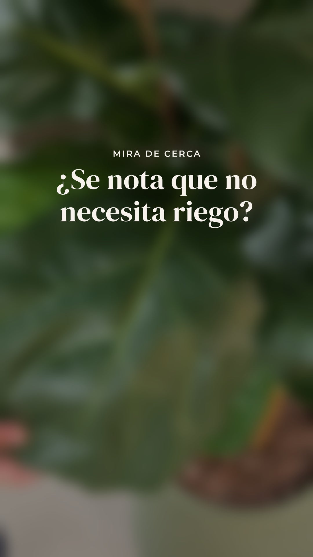 Vídeo de cerca de las hojas del Ficus lyrata frondoso · BOSSVI